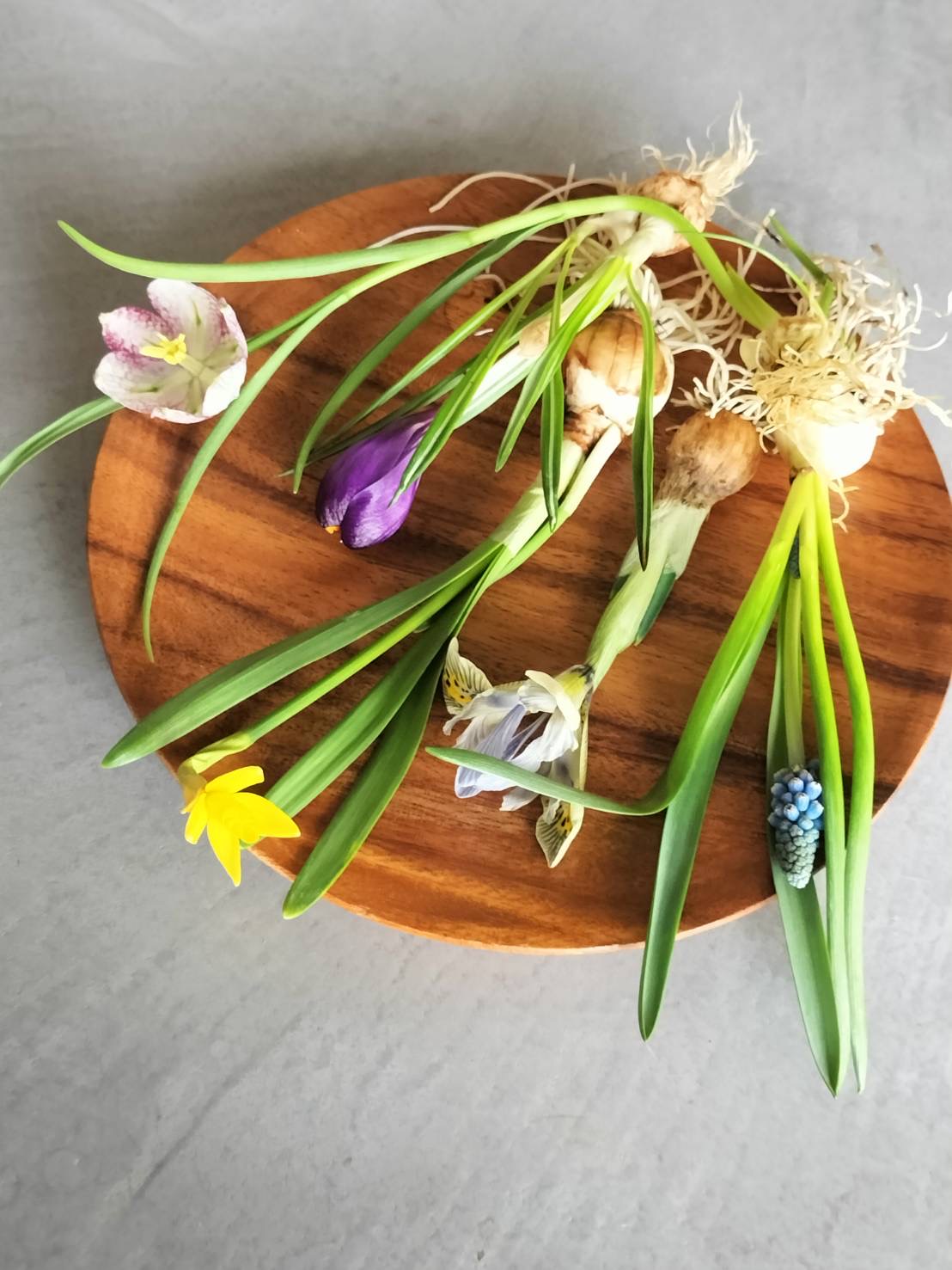 季節の球根植物の商品写真